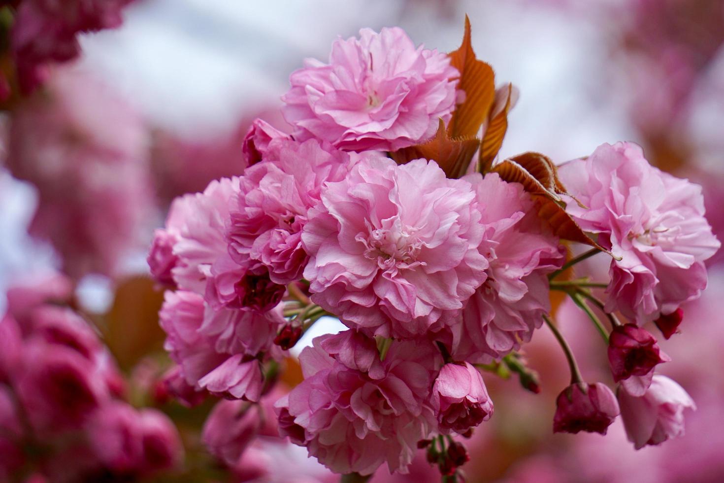 vacker rosa blomma växt i trädgården på våren foto