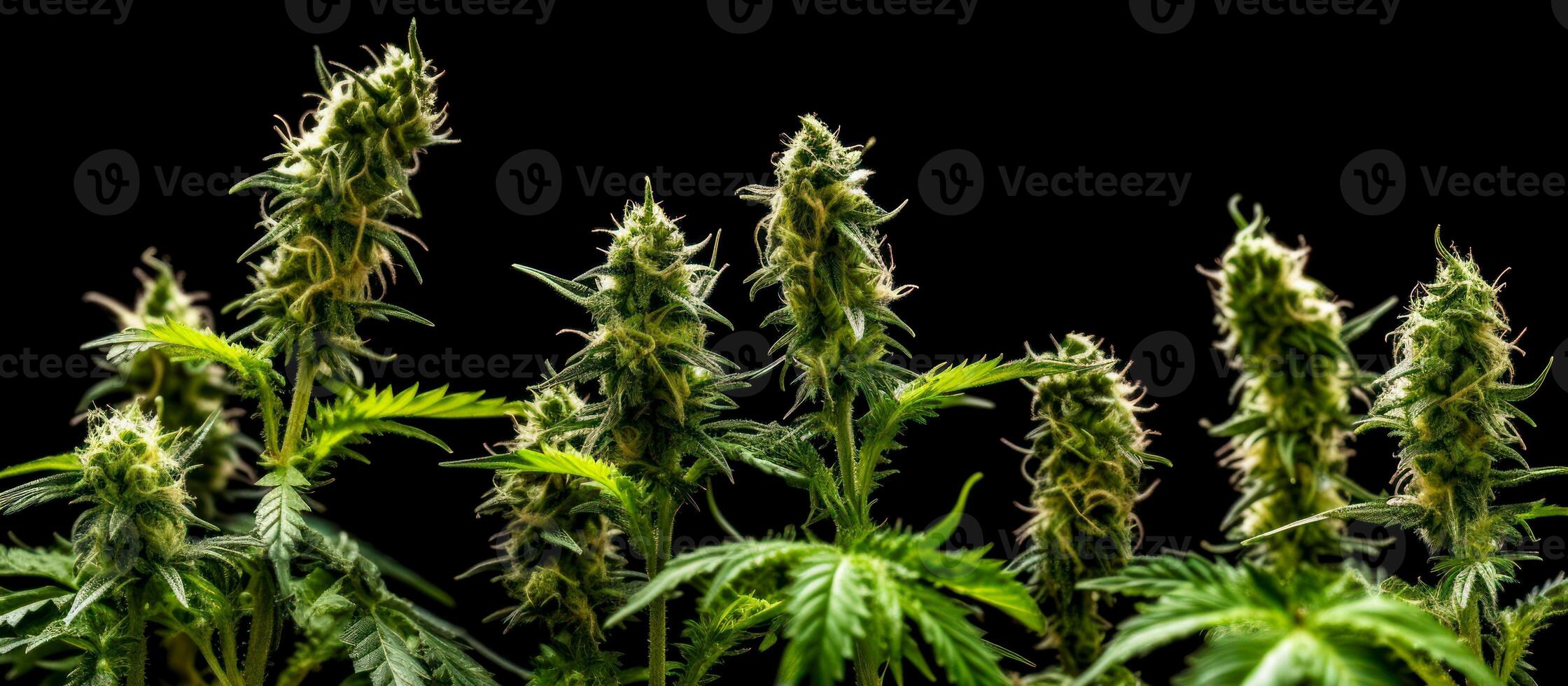 panorama cannabis knoppar i mörk bakgrund generativ ai foto