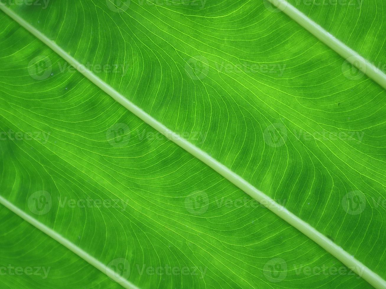 stänga upp grön textur en blad.. naturlig bakgrund. foto
