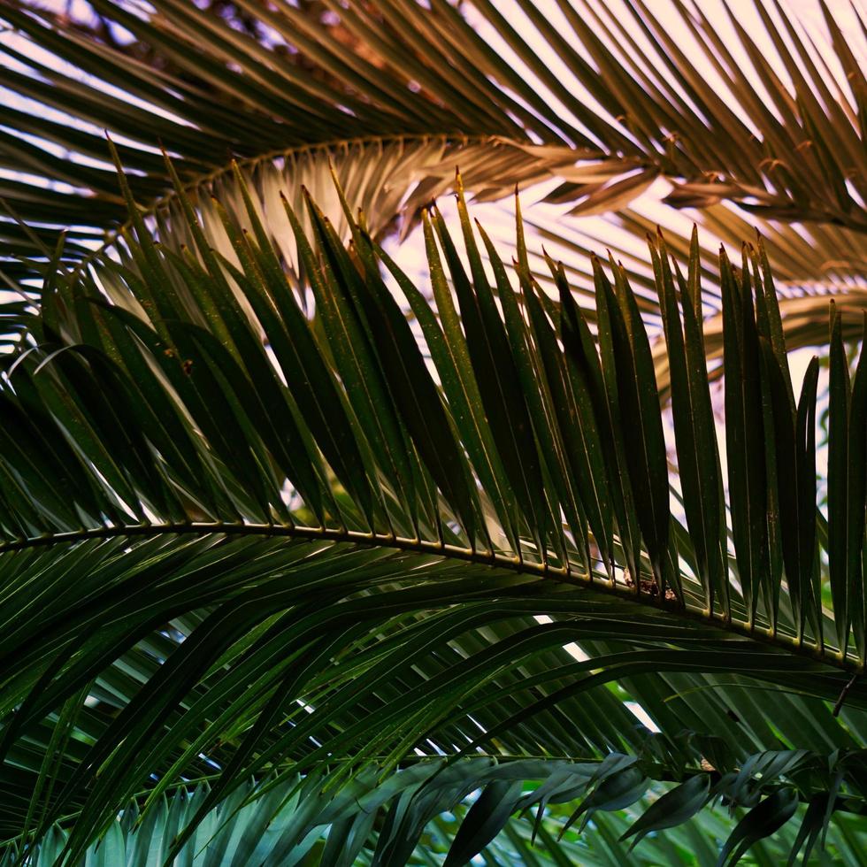 palmgröna blad foto