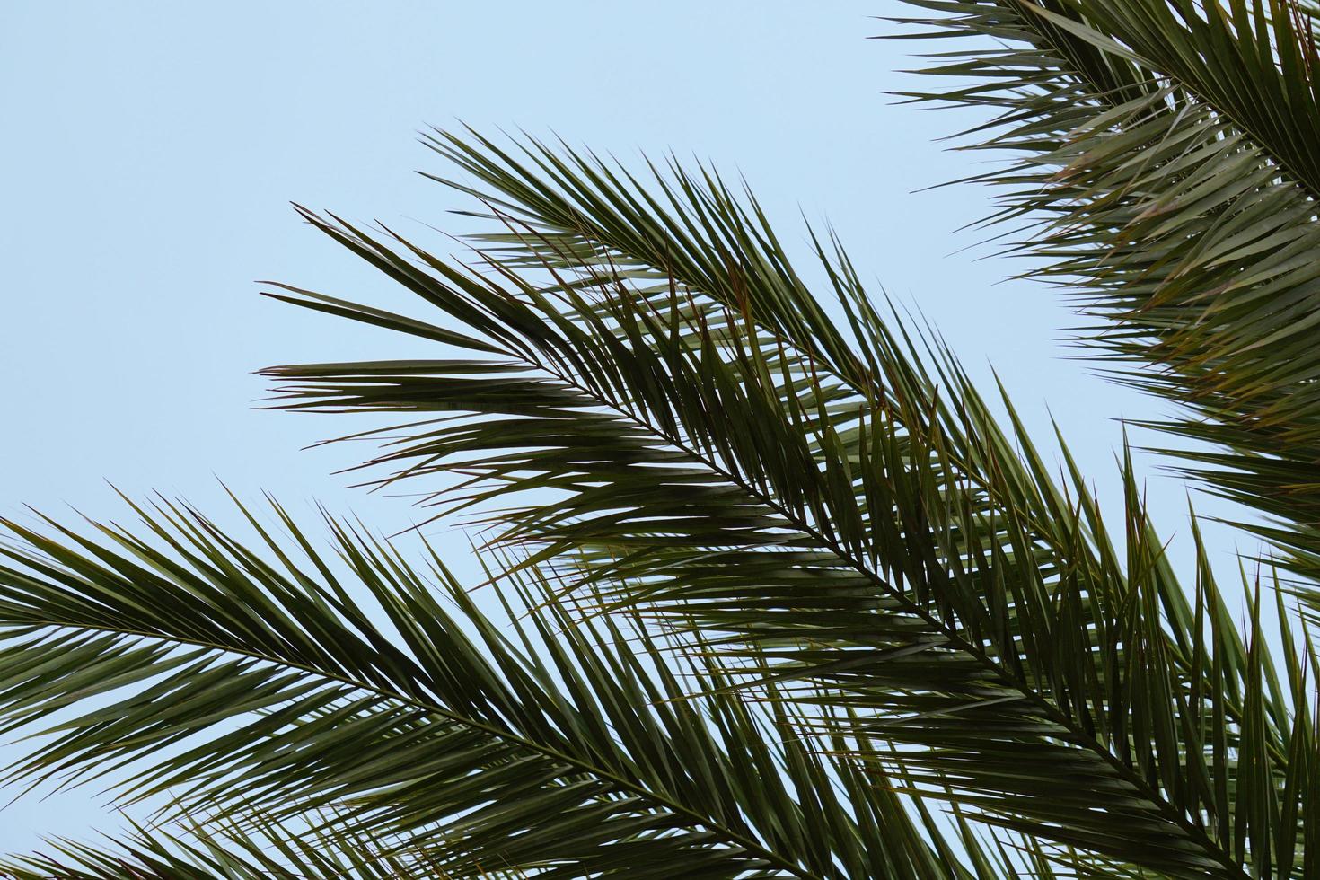 palmträd och blå himmel foto