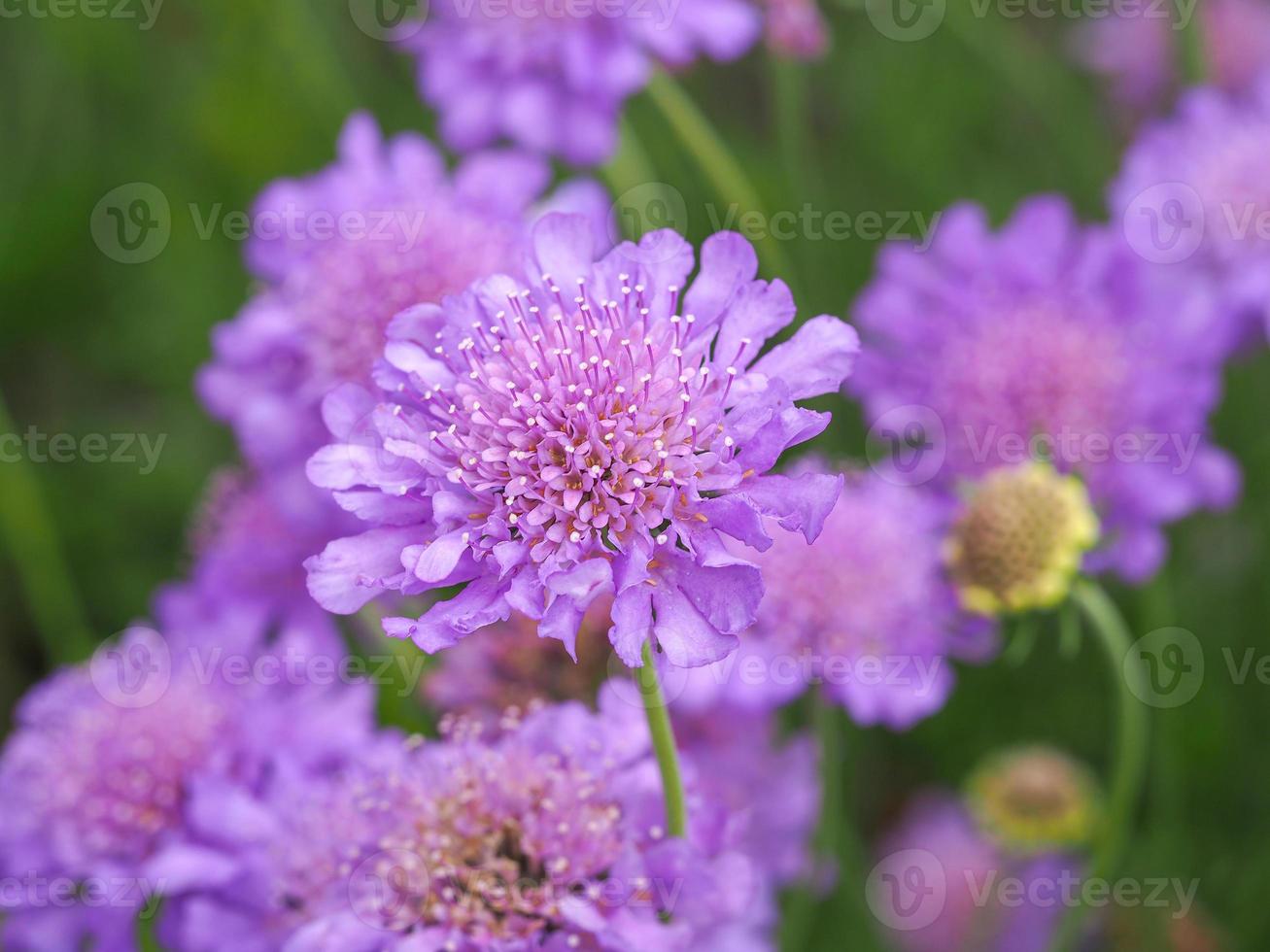 lila scabious blommor foto