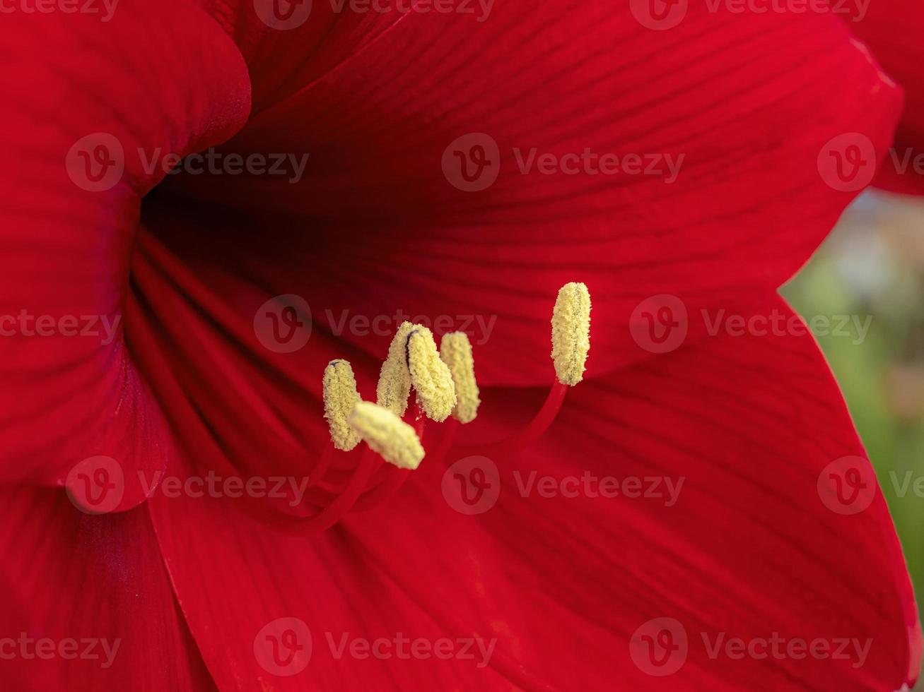 röd amaryllisblomma foto