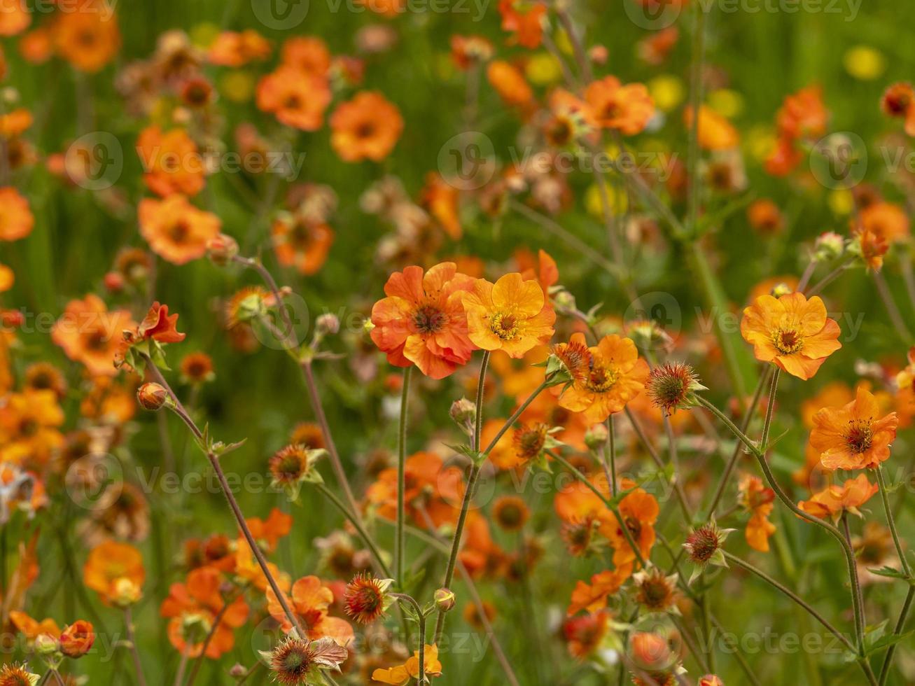 fält av orange blommor foto