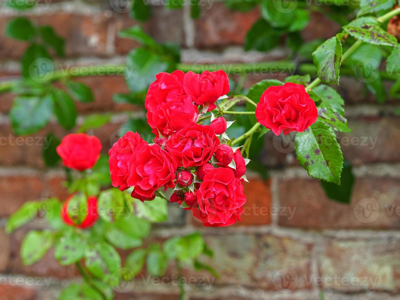 klättring av röda rosor som blommar mot en tegelvägg foto