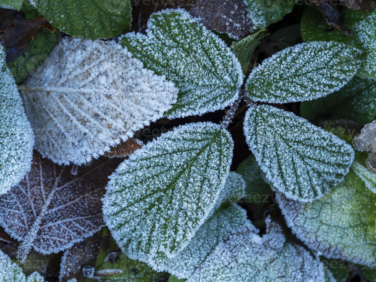 närbild av löv täckt av vit frost foto