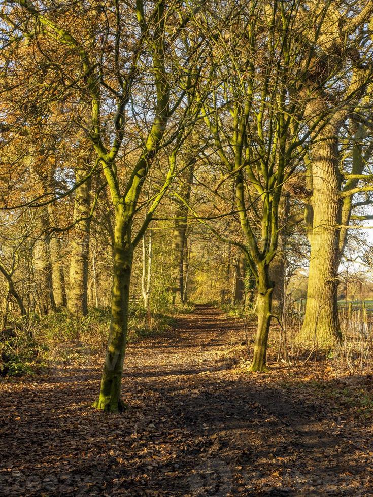 väg genom höstskogen foto