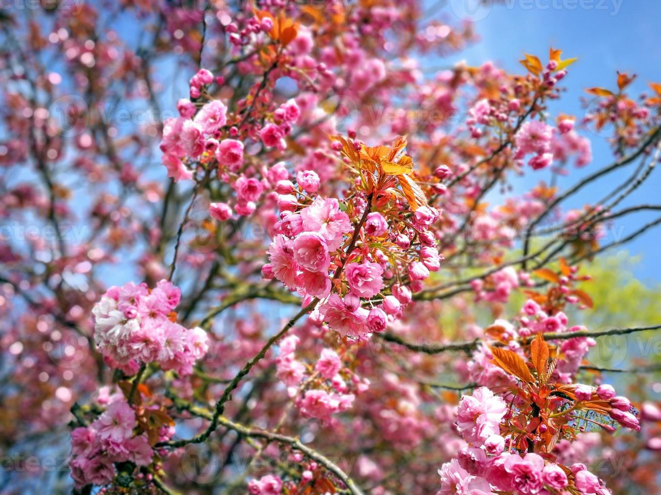 rosa körsbärsblommor foto