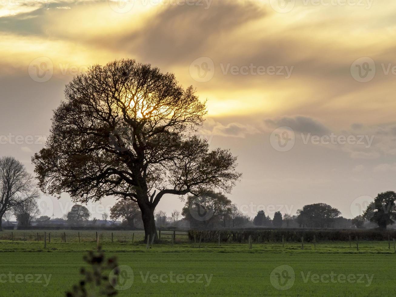 dramatisk himmel med kala träd foto