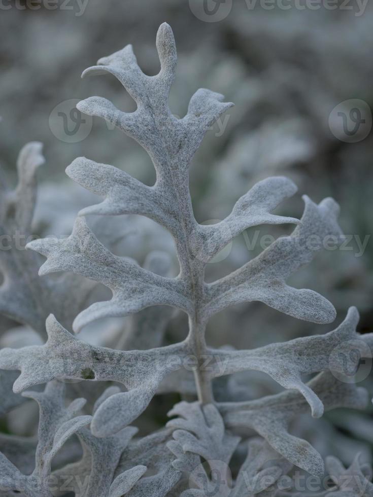 silver ragwort blad foto