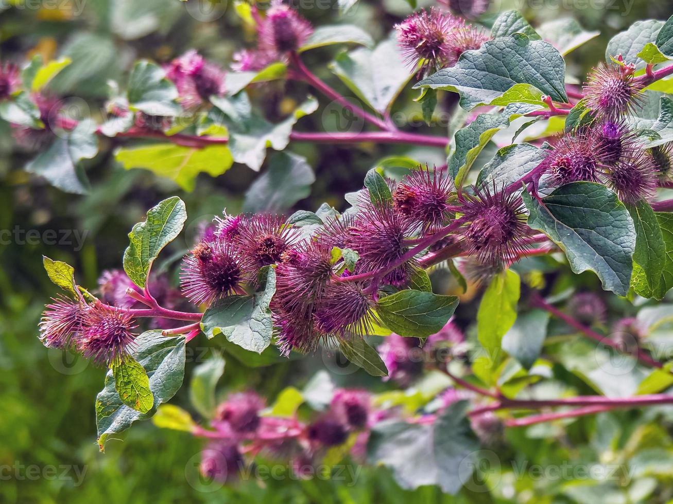 lila kardborreblommor foto