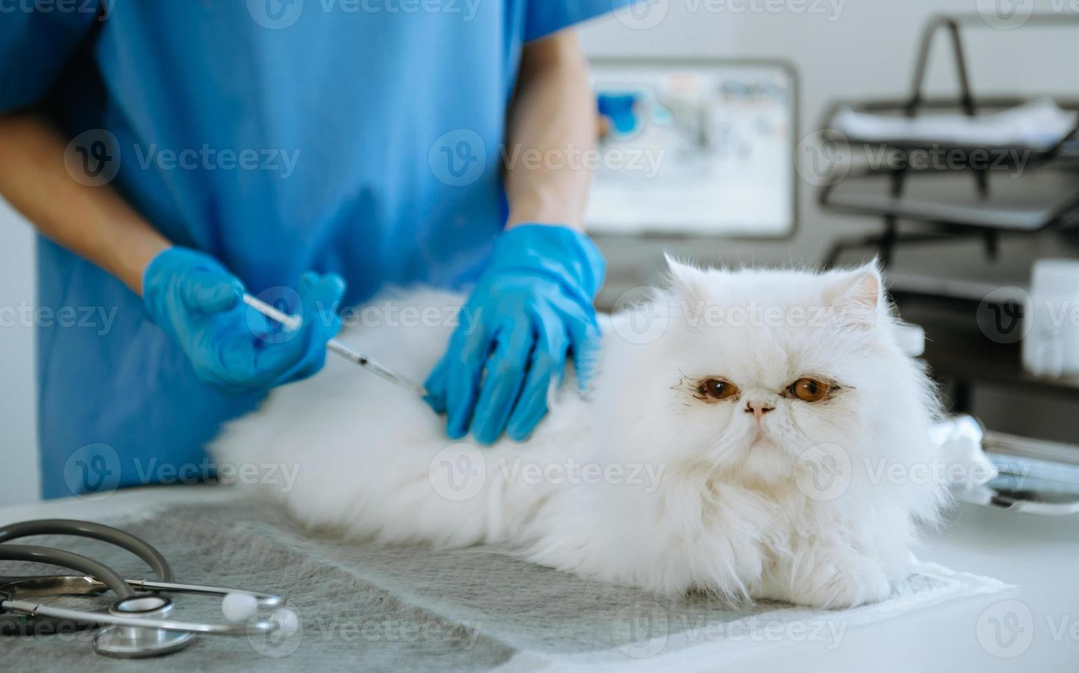kvinna veterinär läkare använder sig av stetoskop för söt kattunge och rena djur- öron i djur- sjukhus foto