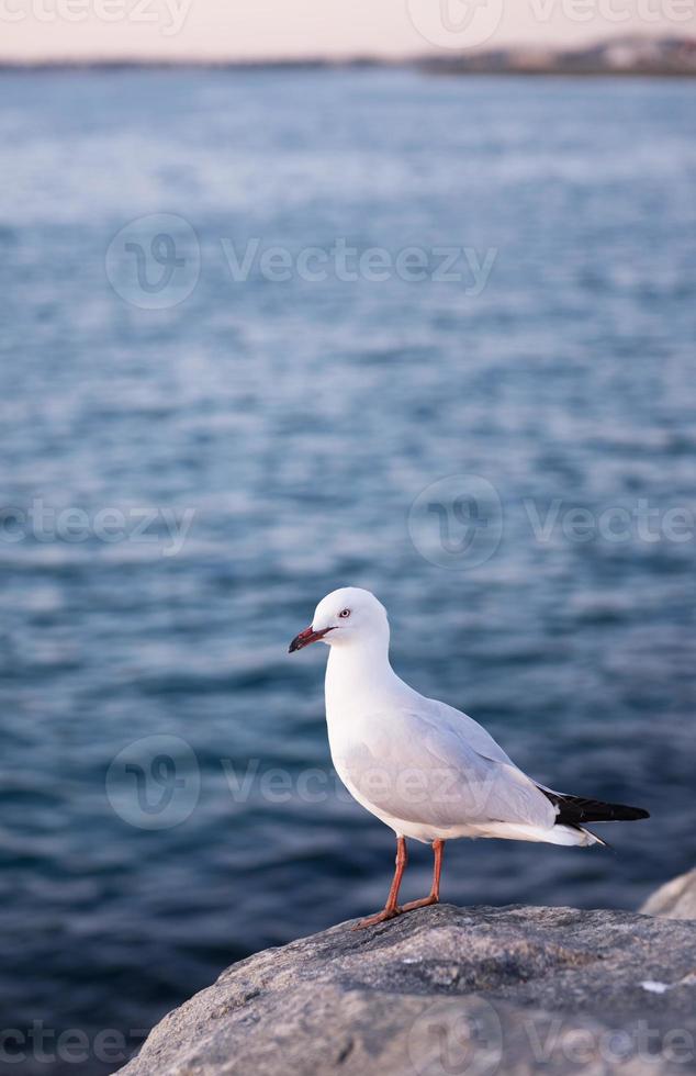 fiskmås sittpinnar på en sten foto