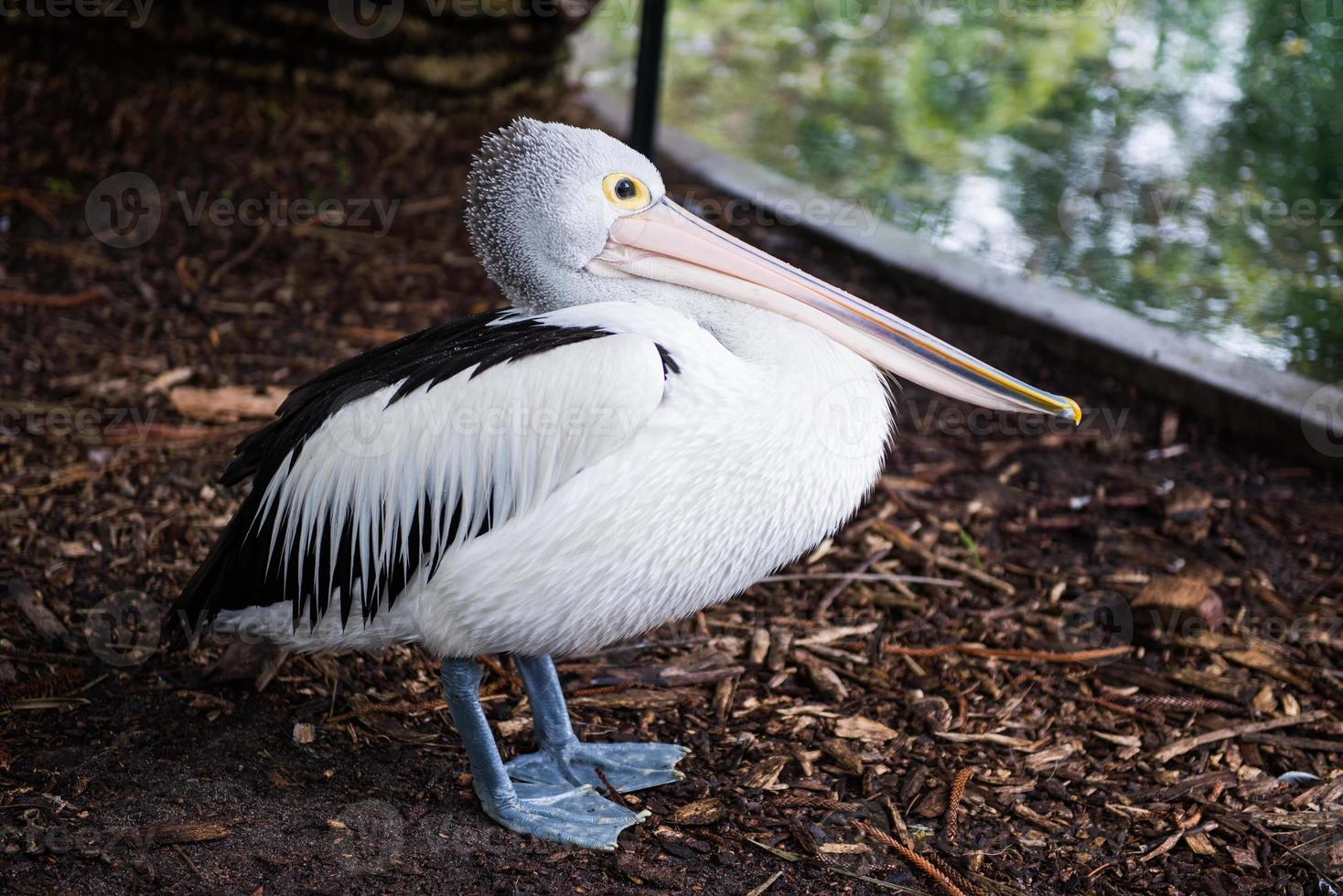 vilda djur och växter australier pelikan foto