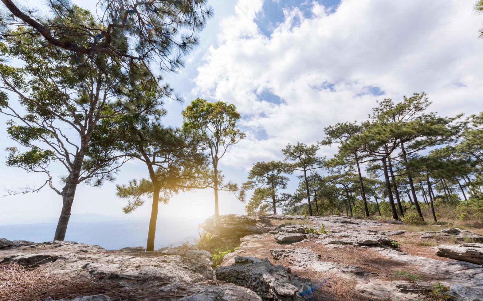 landskap av sten och tall skog i natur parkera foto