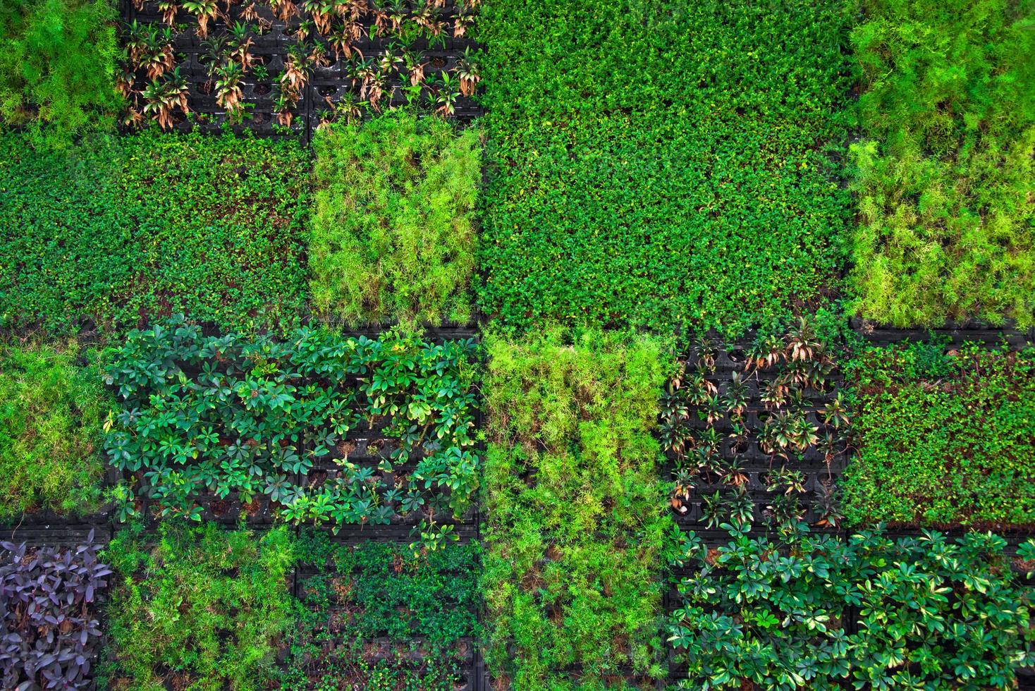 grön växt vägg foto