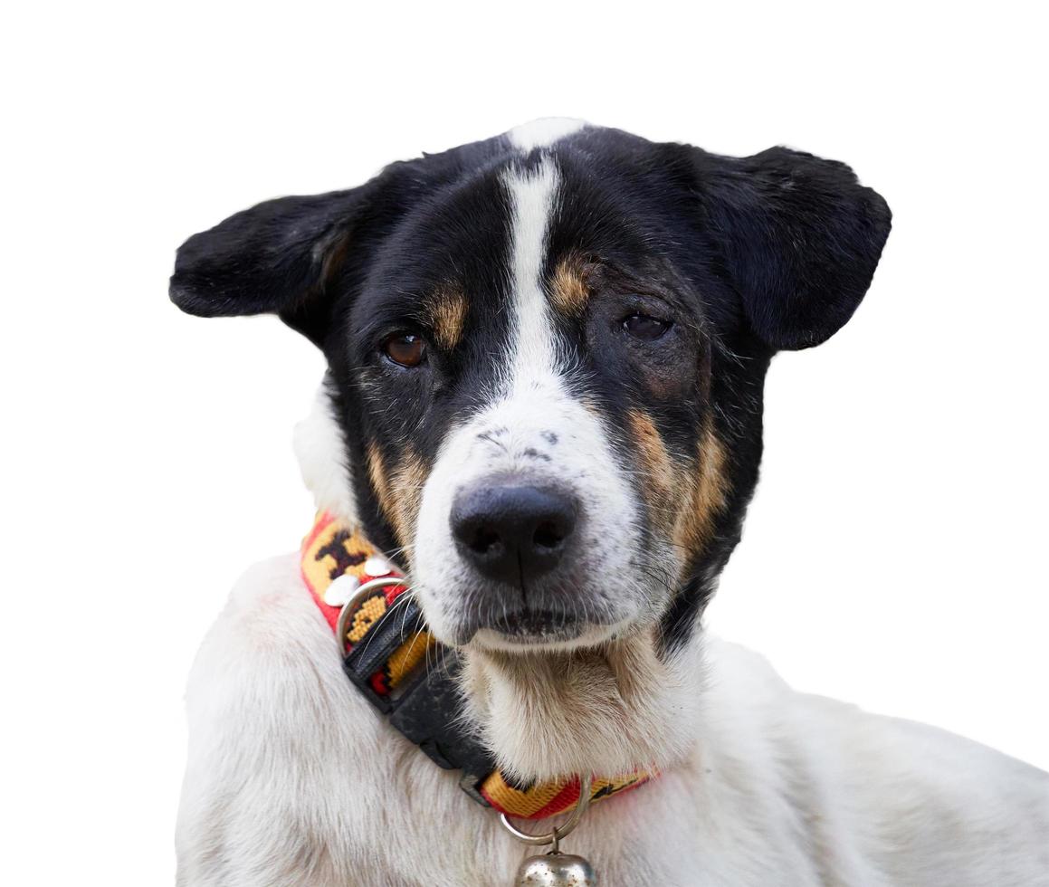 en ledsen gammal vit hund med de humör av tänkande av hans ägare. foto