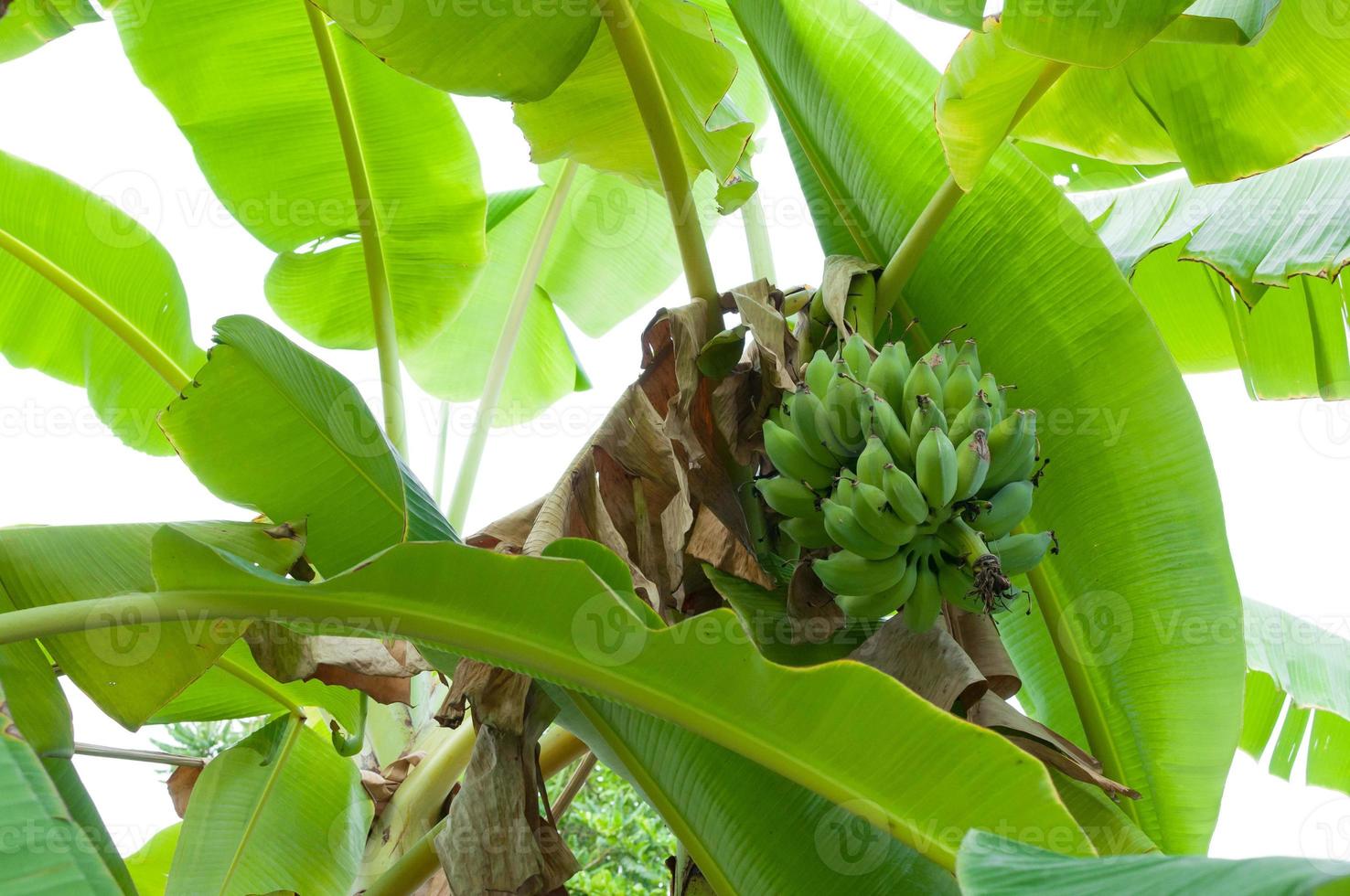 rå banan knippa hängande på träd i de trädgård på thailand foto