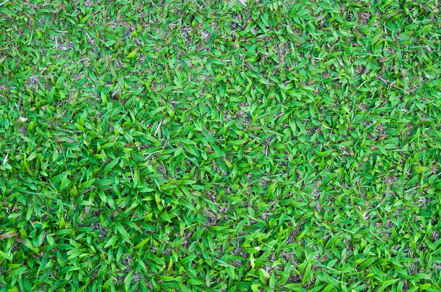 fotboll fält grön gräs mönster texturerad bakgrund , texturerad gräs för bakgrund foto