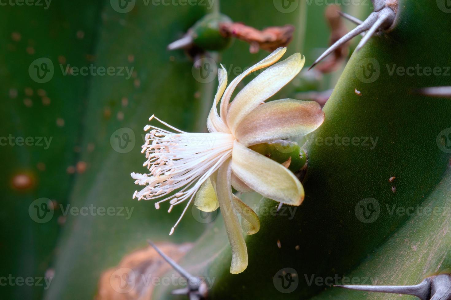 kaktus vit blomma av myrtillocactus geometrizans foto