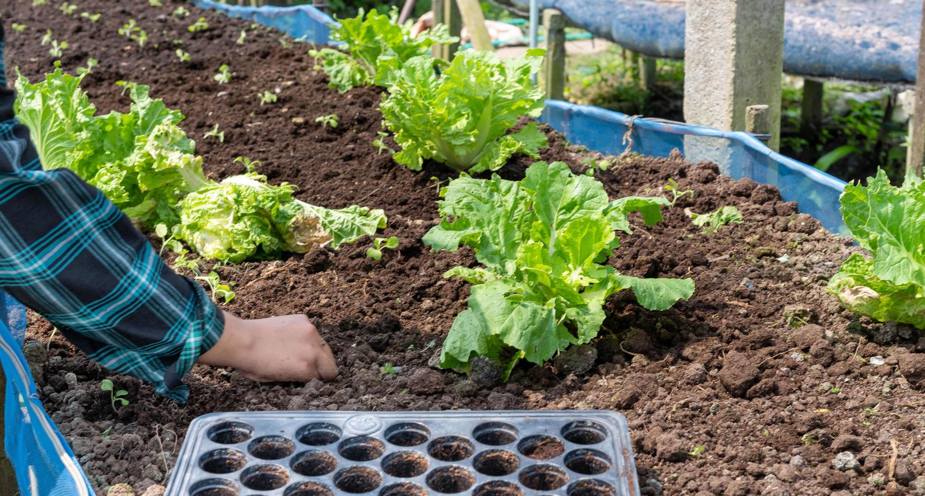 närbild jordbrukare kvinna hand plantering gro med de grön sallad i bördig jord. foto