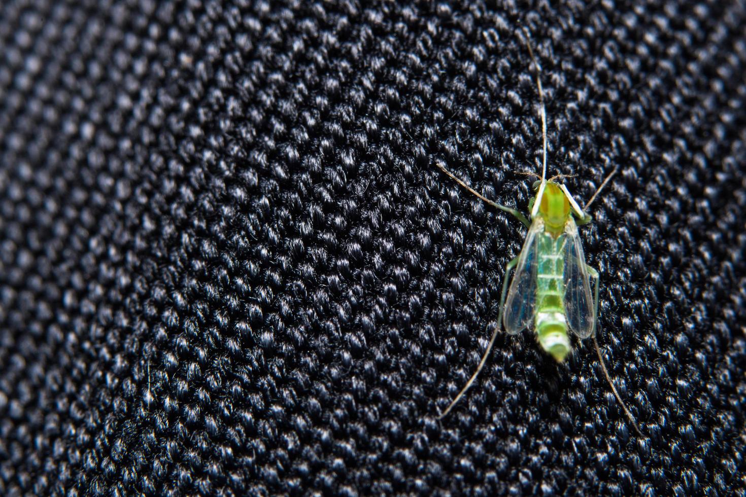 majflugor insektsnatur foto