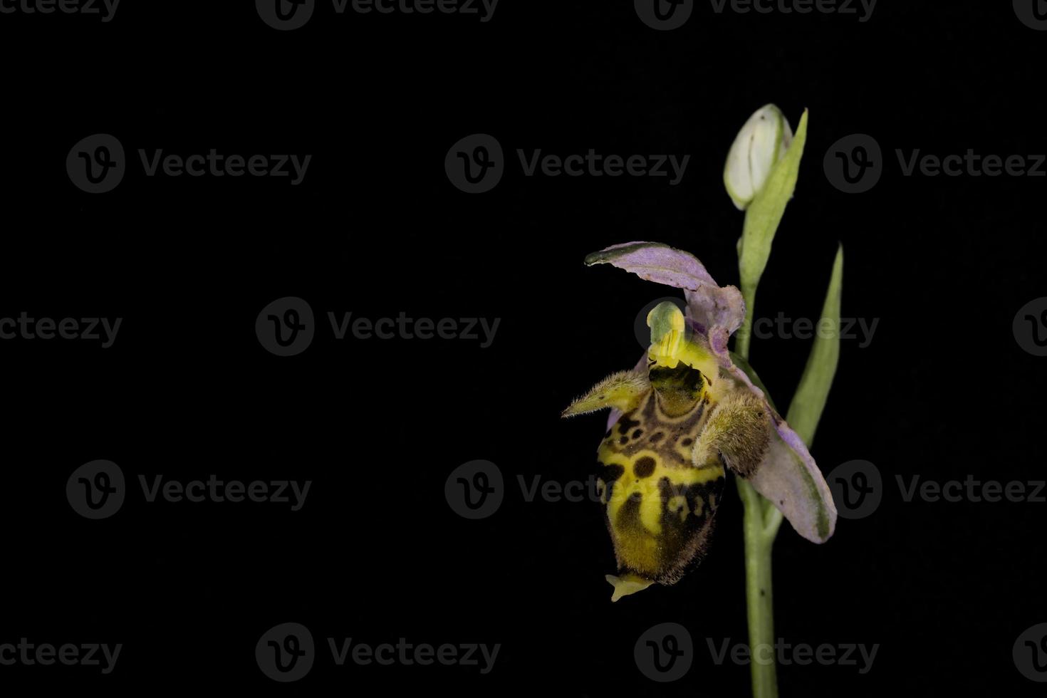 blomma av ophrys heldreichii, Kreta foto