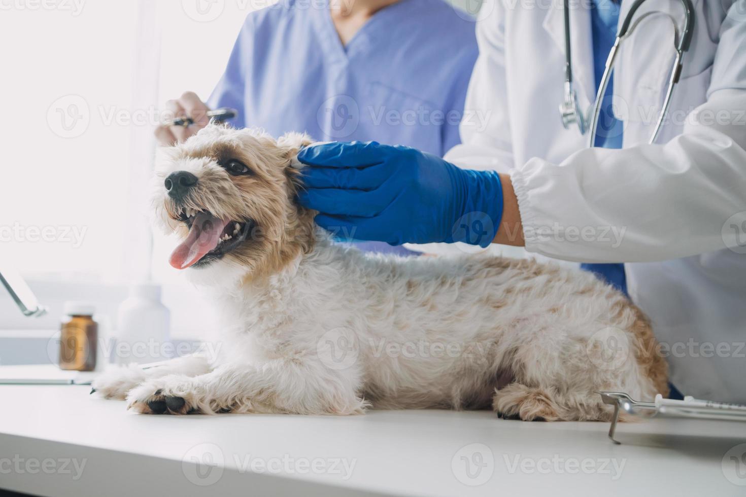 veterinär granskning hund och katt. valp och kattunge på veterinär läkare. djur- klinik. sällskapsdjur kolla upp upp och vaccination. hälsa vård. foto