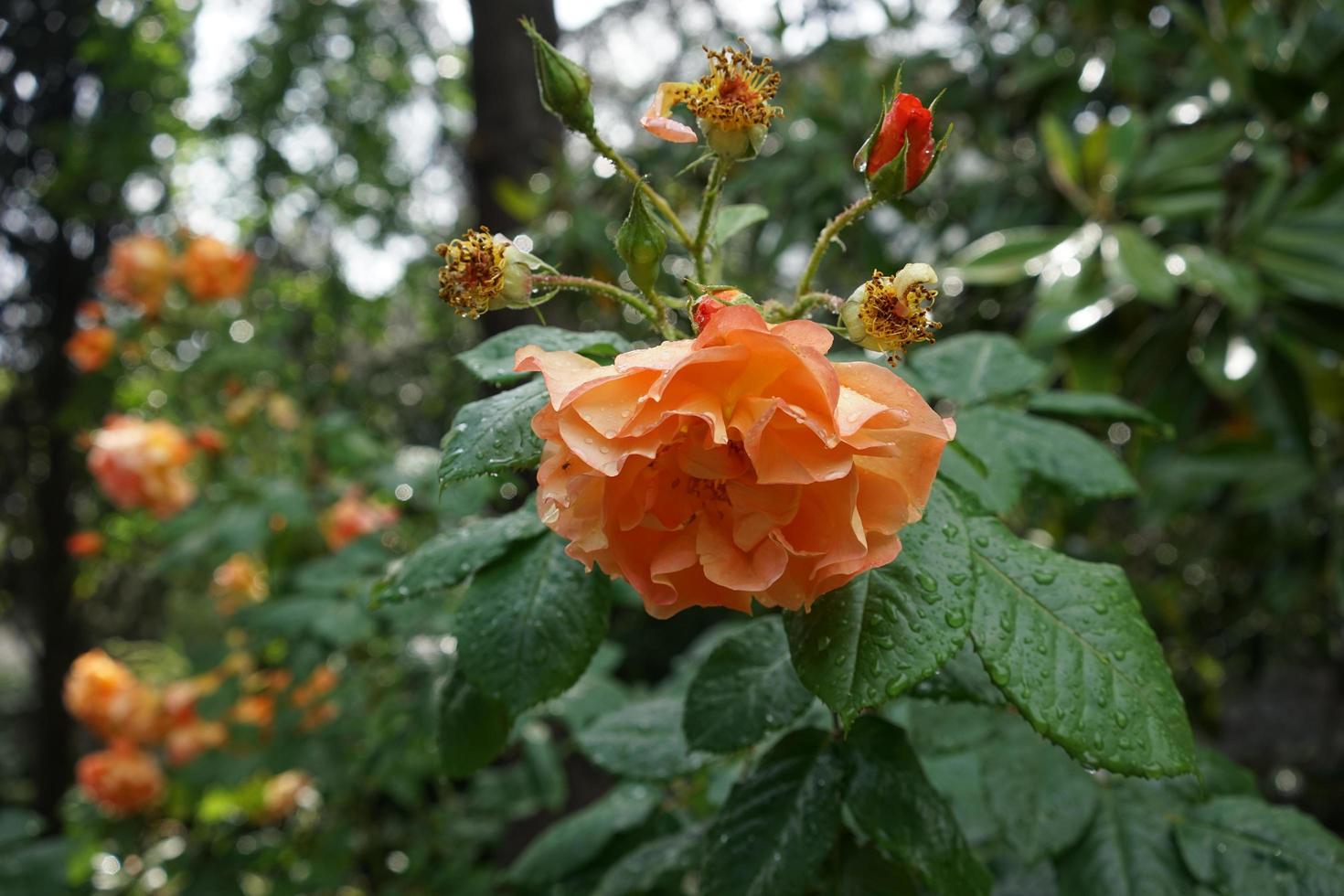 orange rosor med vattendroppar foto