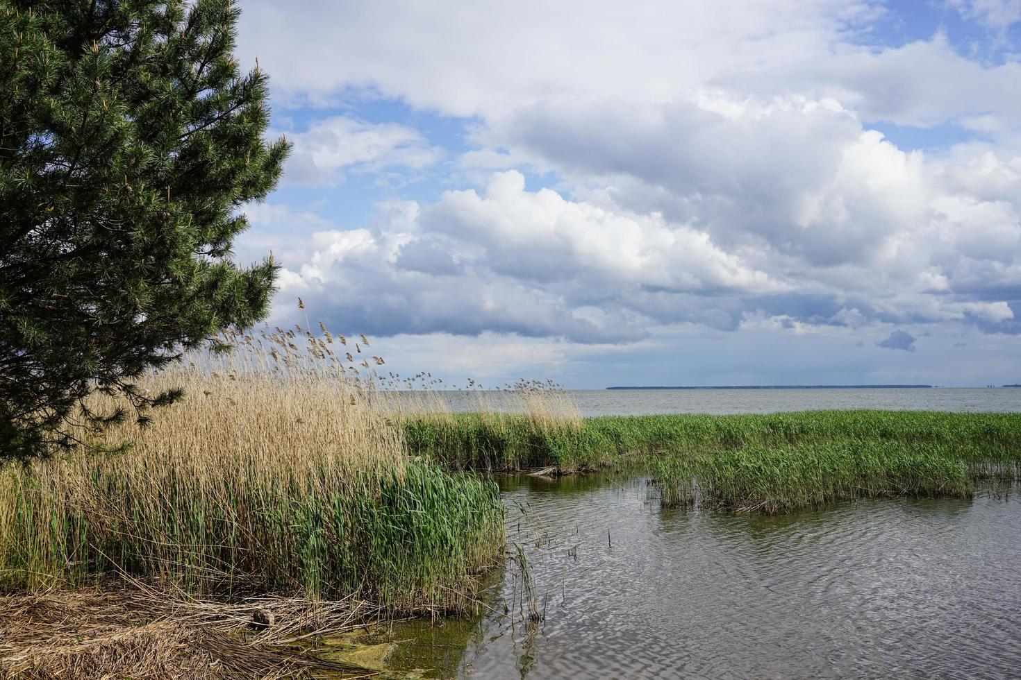 gräs och träd med en molnig blå himmel vid en mynning vid den kuriska spottet i ryssland foto