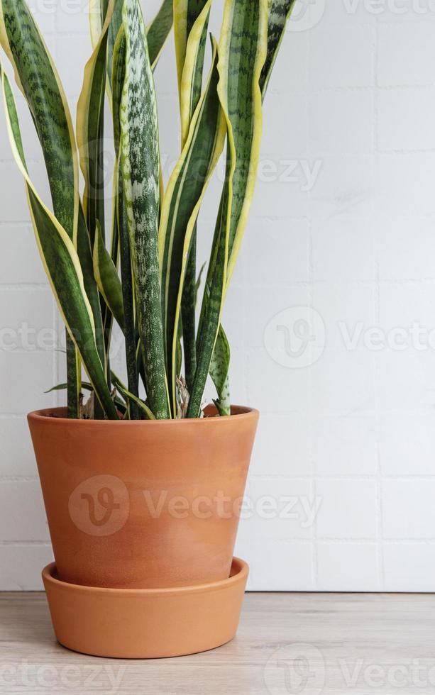 potted sanseveria på ett bord foto