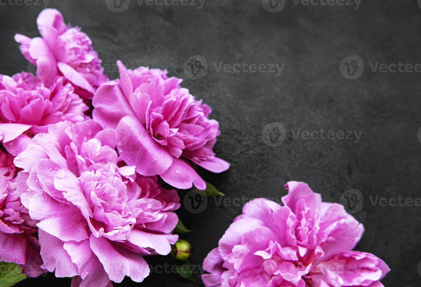 pion blommor på en svart bakgrund foto