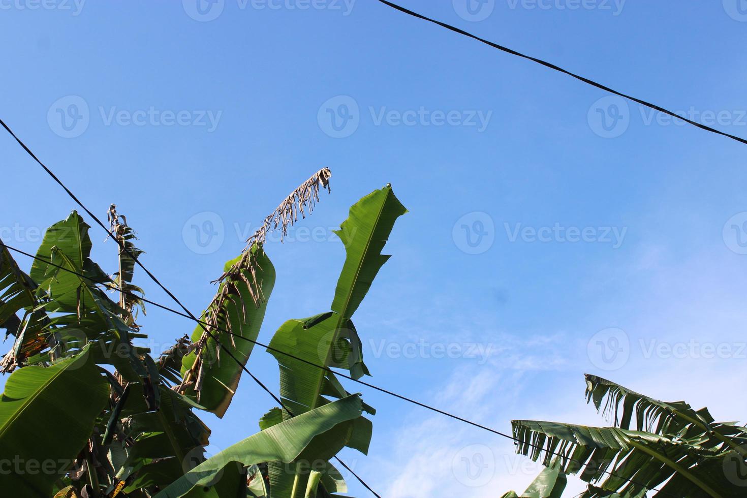 Foto av banan träd löv mot blå himmel