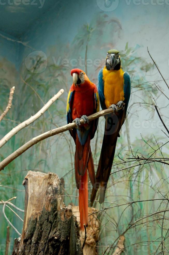 papegoja fågel djur- foto