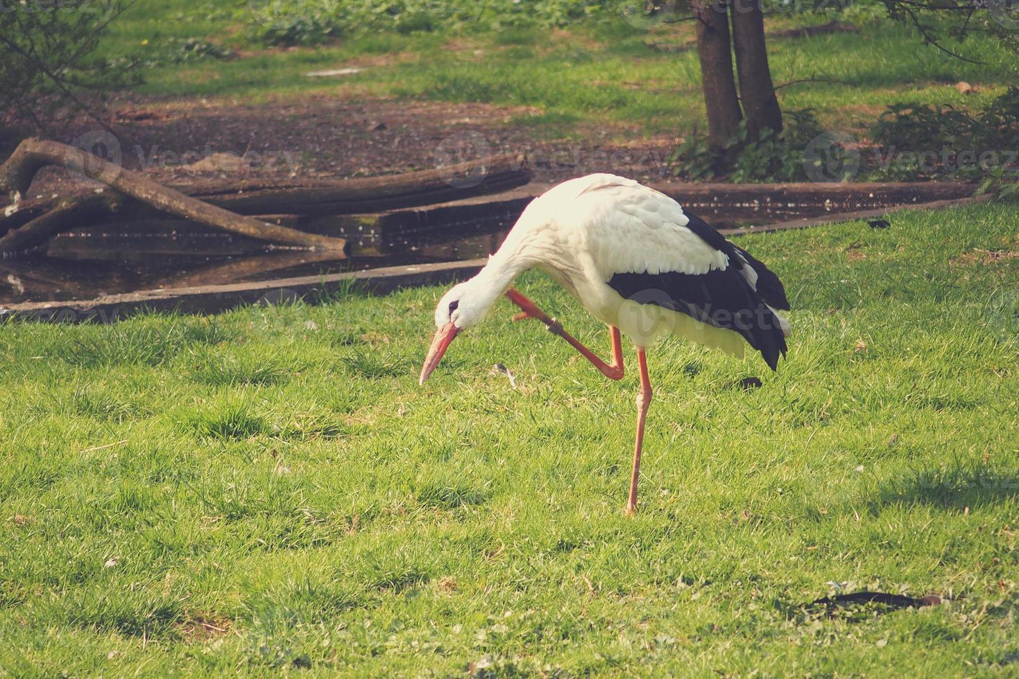 vit svart stork promenader i vår på en färsk grön gräs foto