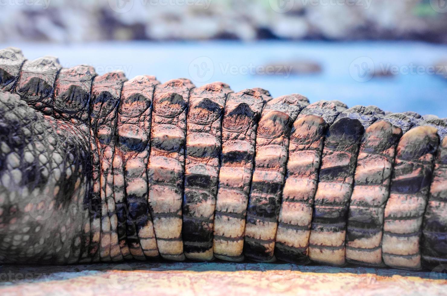krokodilsvans på bakgrunden av floden på nära håll foto
