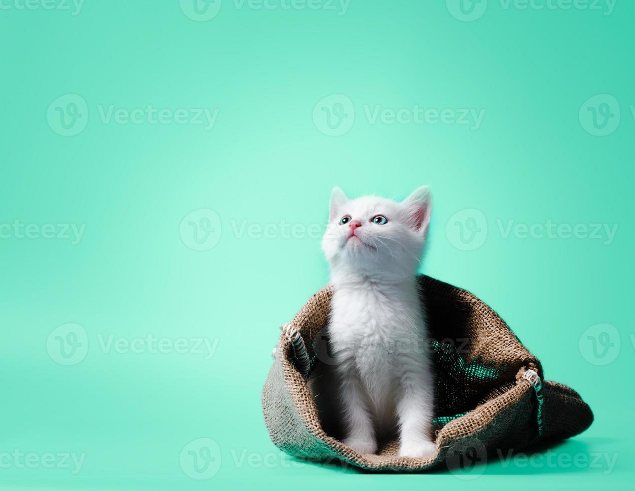 vit kattunge i en säck på ljusgrön bakgrund foto