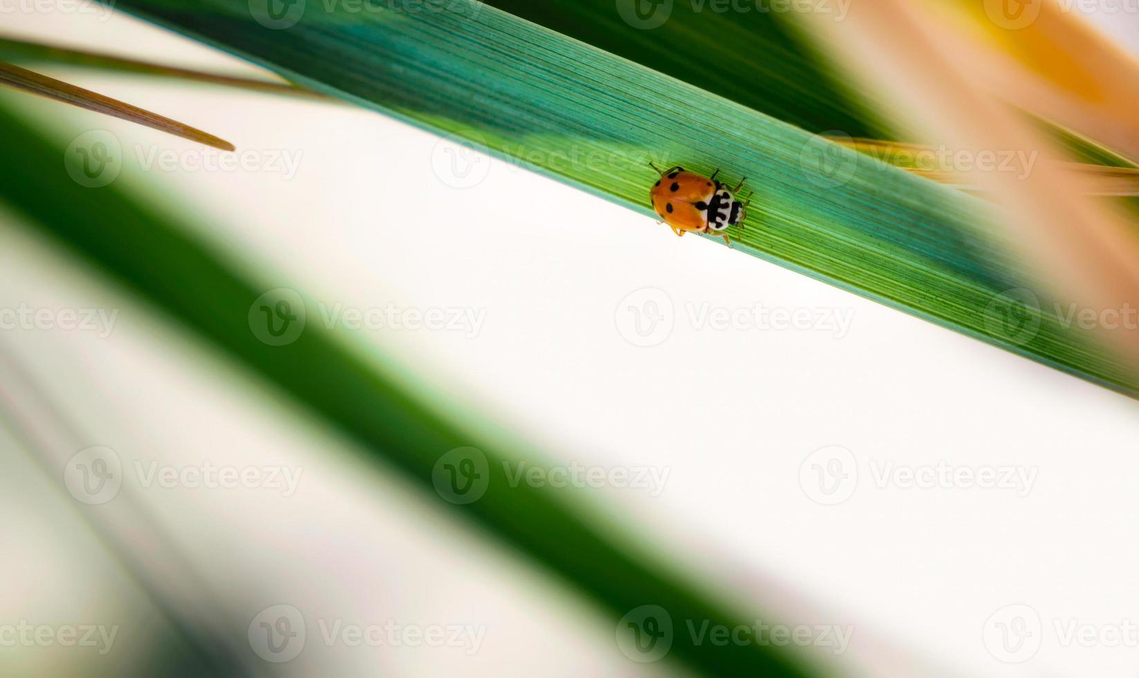 liten röd-fläckig skalbagge sitter på ett grönt blad av en växt vår bakgrund natur närbild foto