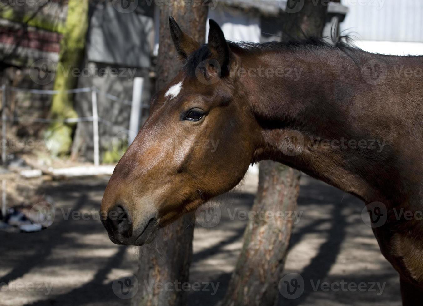 häst i de hingst foto