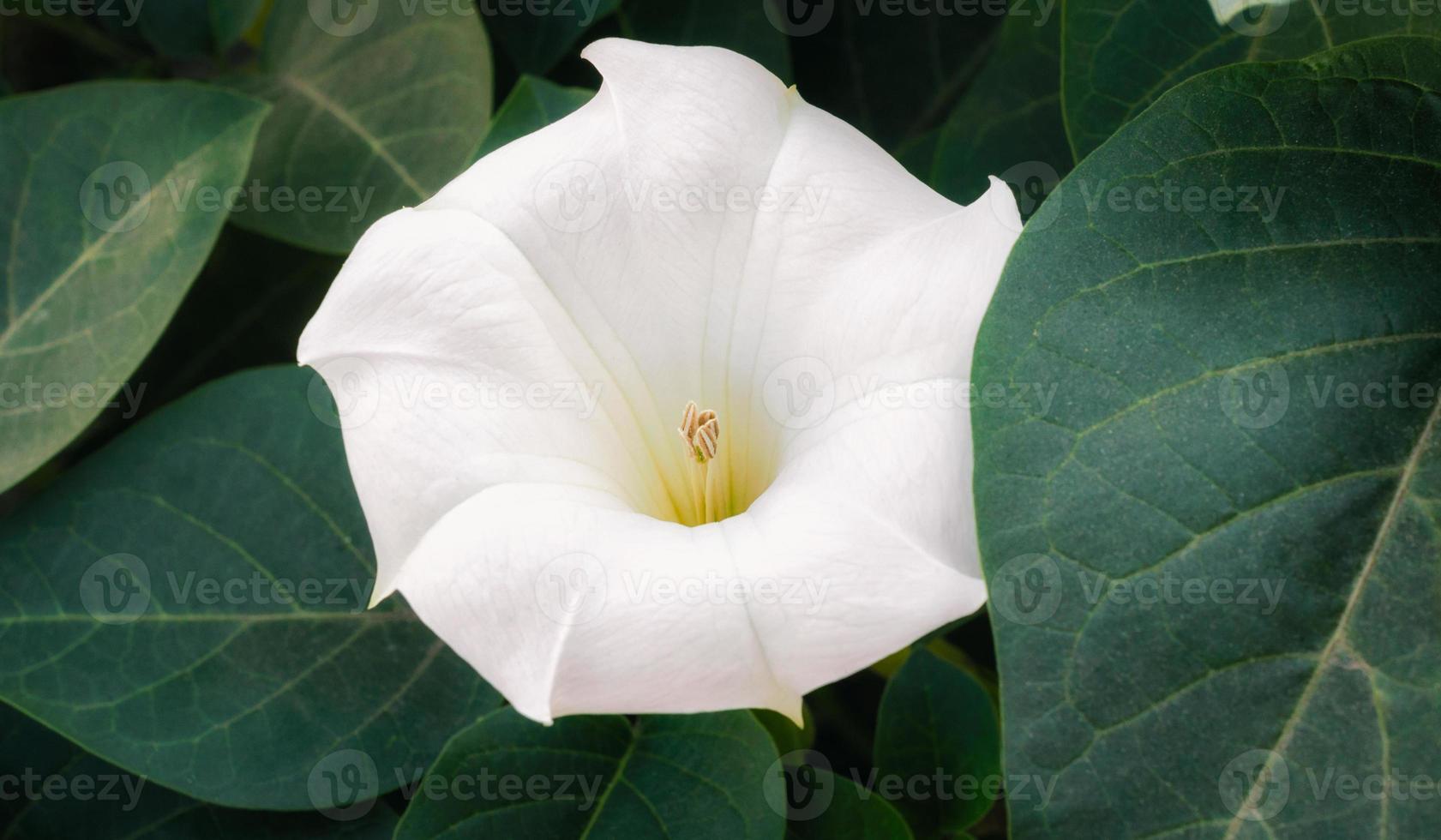 vit delikat blommande blomma och gröna blad närbild, trädgård flora bakgrund foto