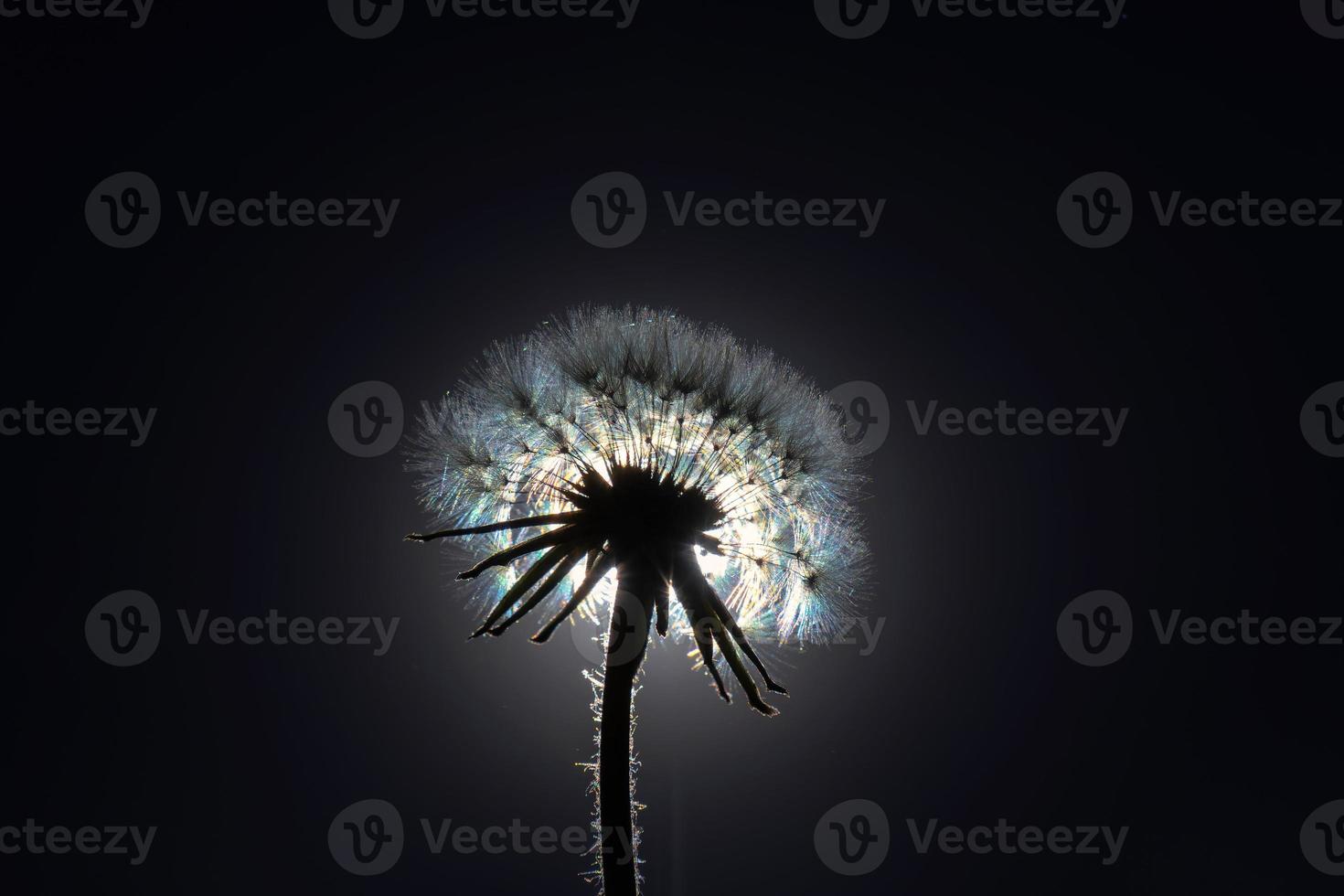 skön texturerad bakgrund av taraxacum officinale maskros mot ljus foto