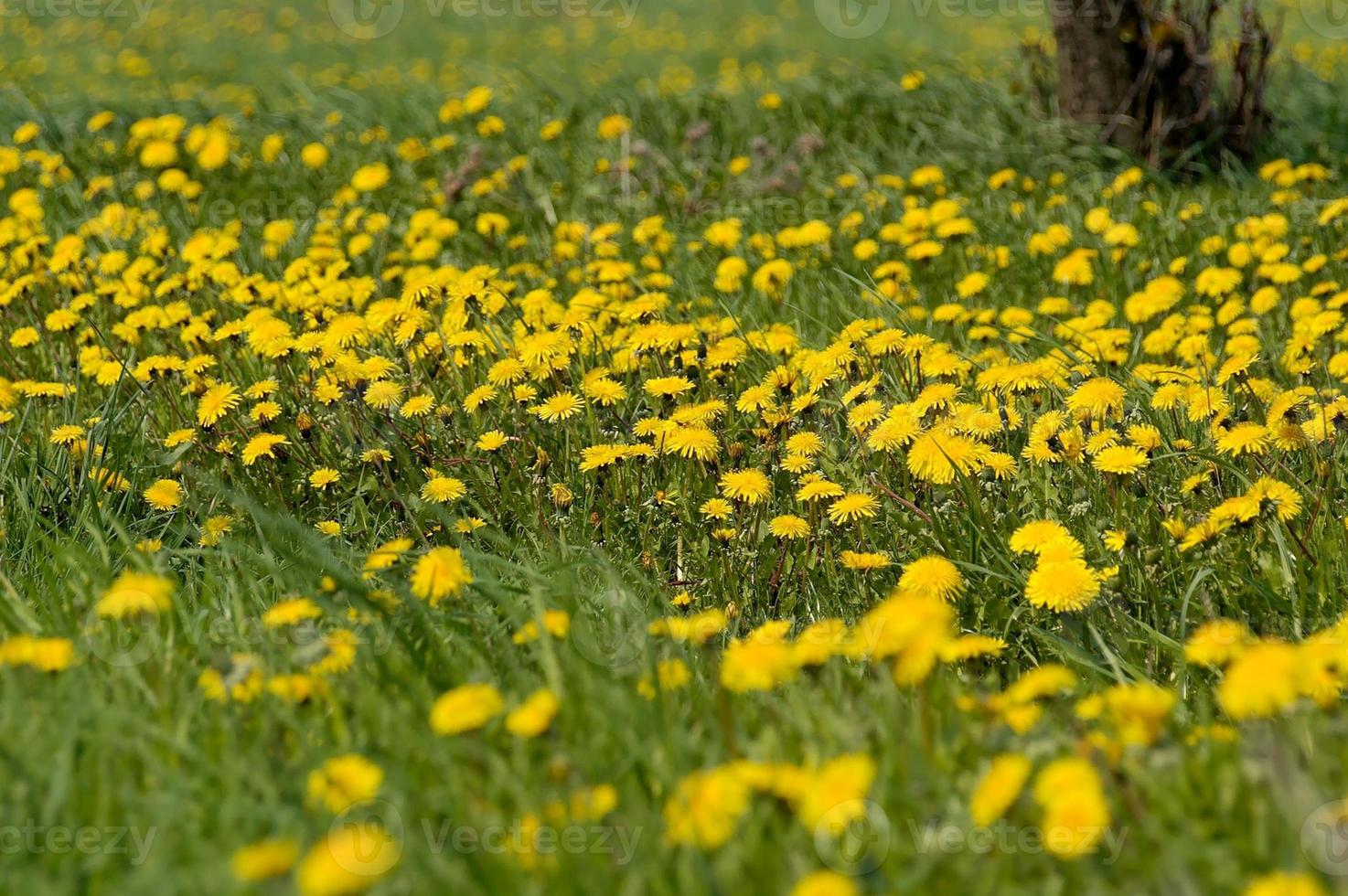 maskros äng bakgrund foto