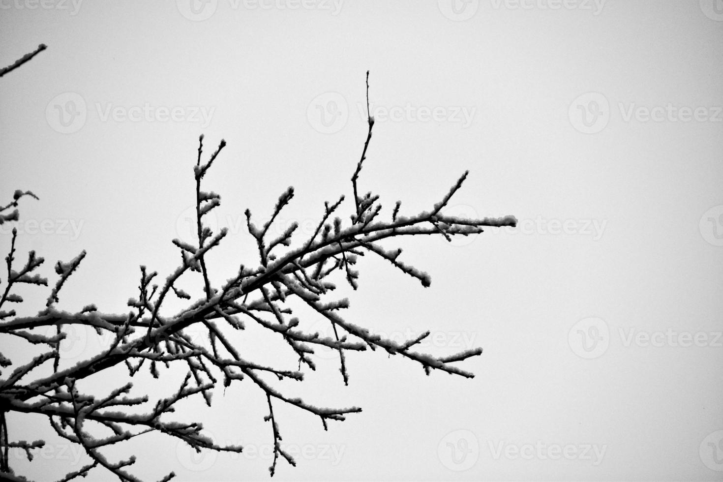 svart vinter- träd grenar täckt med vit snö foto