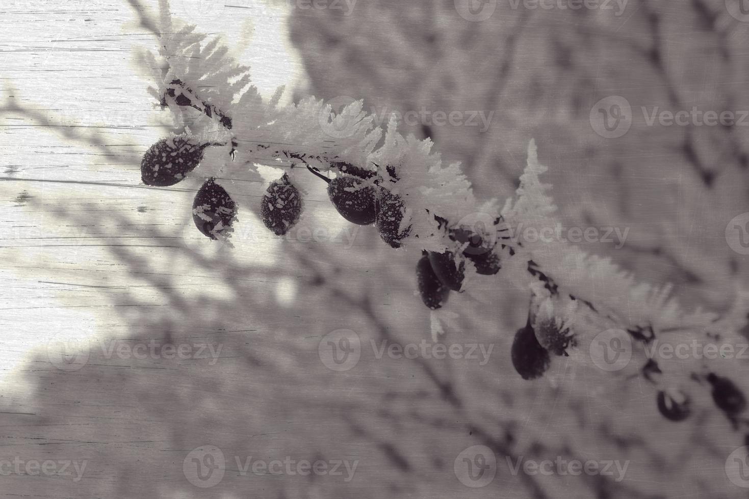 skön buske med röd frukt täckt med vit frost foto