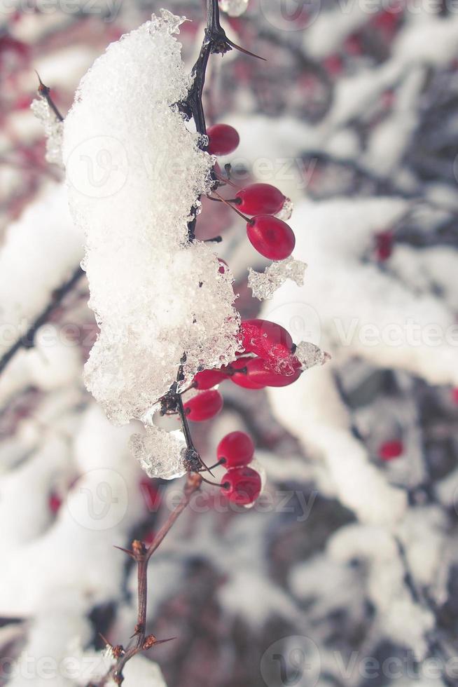 röd berberis frukt täckt med vinter- is foto