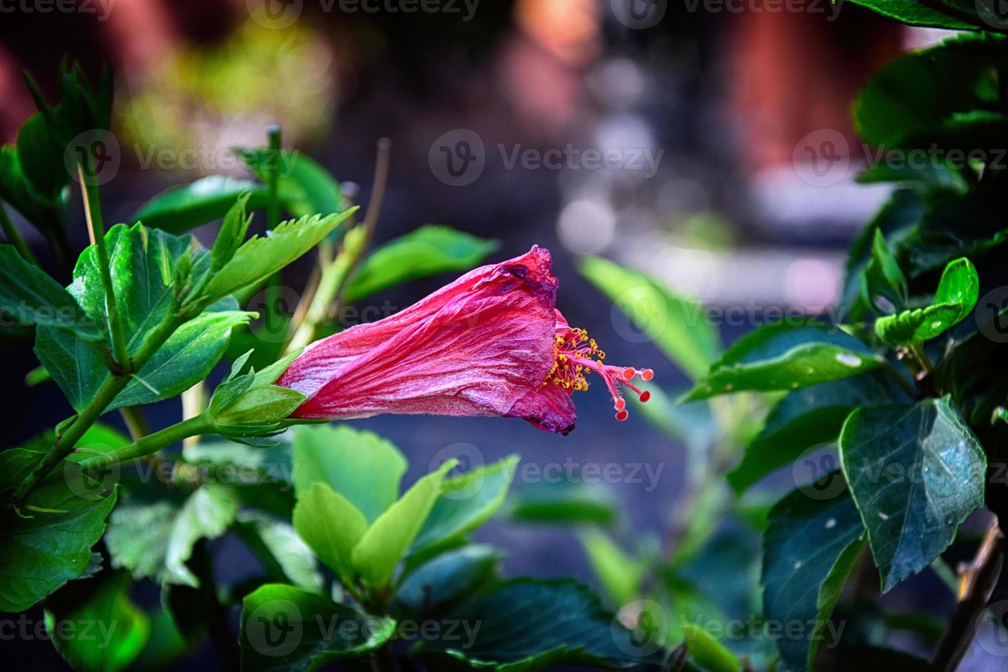 blomning hibiskus blomma växande i de trädgård bland grön löv i en naturlig livsmiljö foto