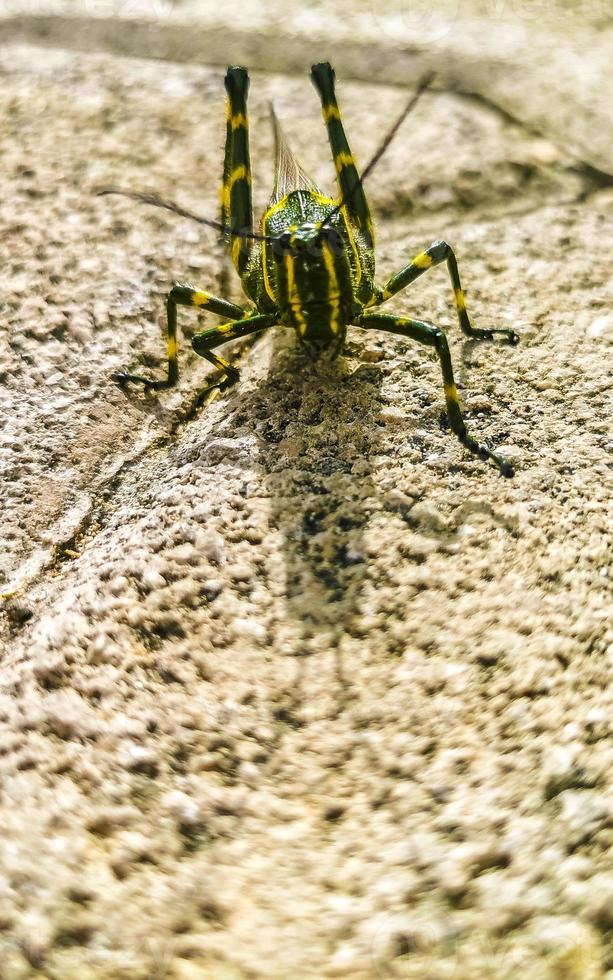 jätte grön gräshoppa Sammanträde på jord i Mexiko. foto