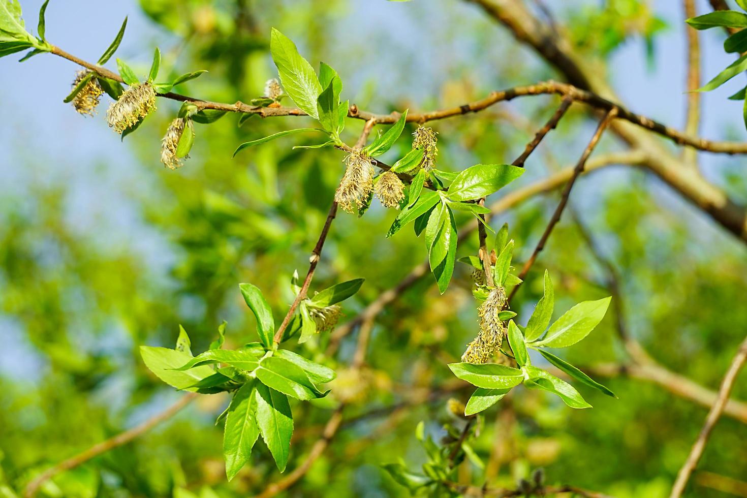 gröna blad på en trädgren med en suddig bakgrund foto