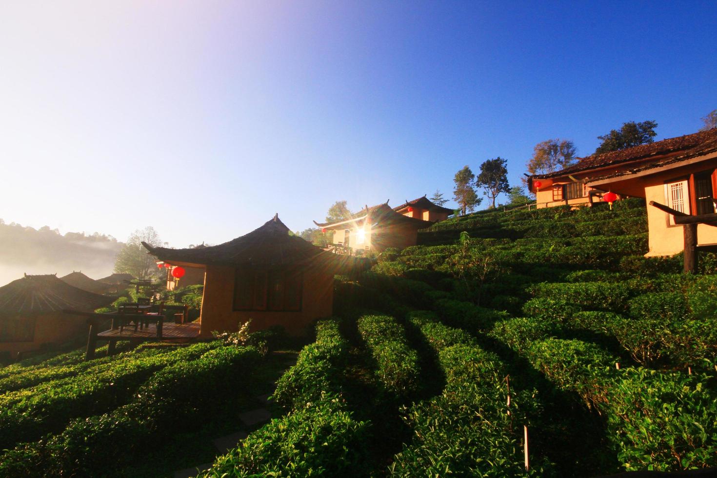 skön tillflykt och vallage är kinesisk stil med te plantage i dimma och soluppgång lysande på de berg på förbjuda rak thai, mae hong son provins, thailand. foto