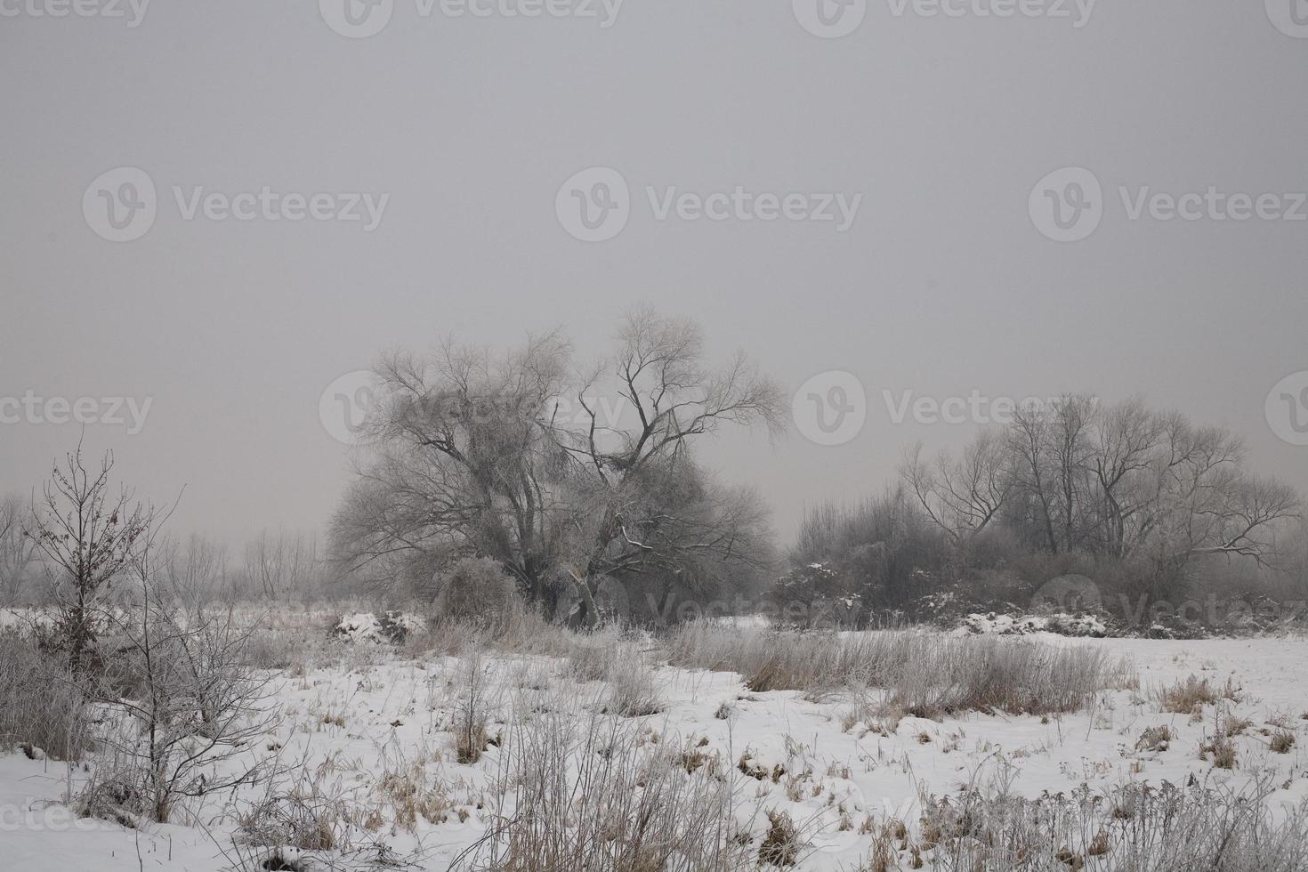 vinter- landskap av en grå morgon- med vit snö och träd foto